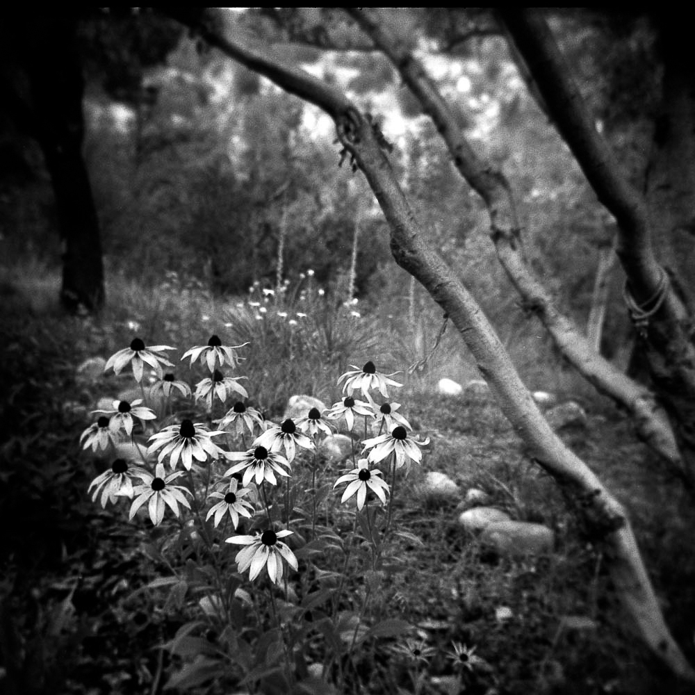 E. E. McCollum • Coneflowers