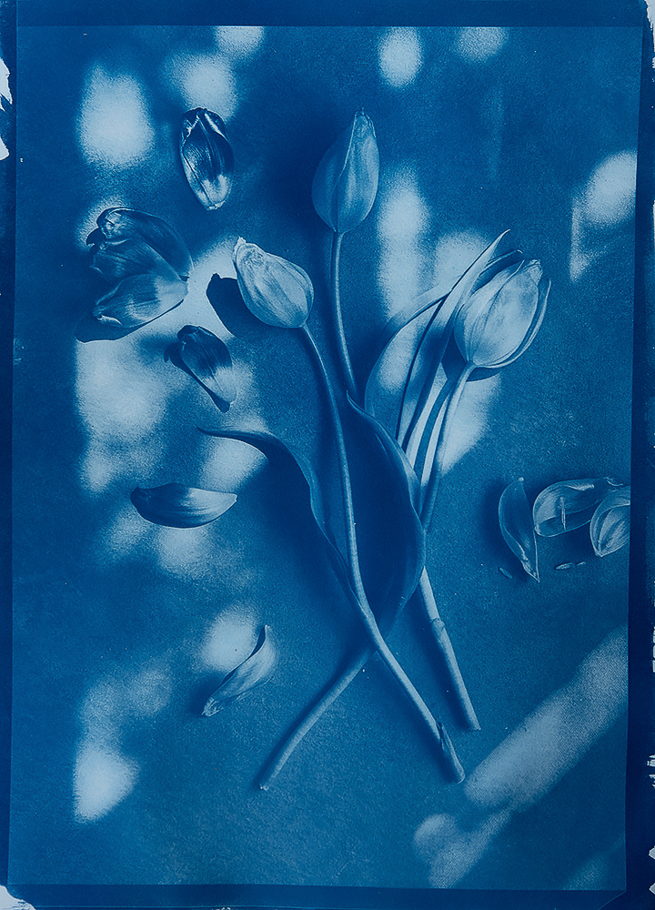 Kathryn Elsesser • Tulips in Blue