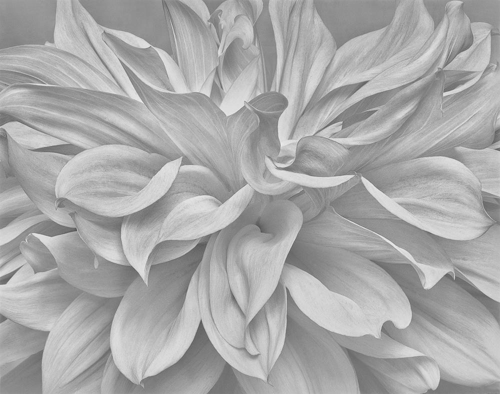 Loren Nelson • White Dahlia