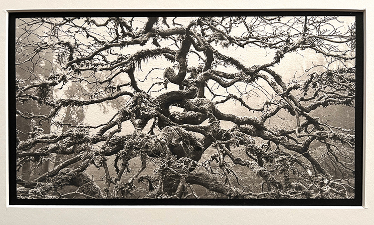 Bruce Dumdei • Foggy Tree