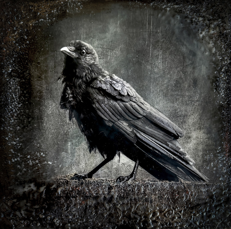 Jody Miller • Crow