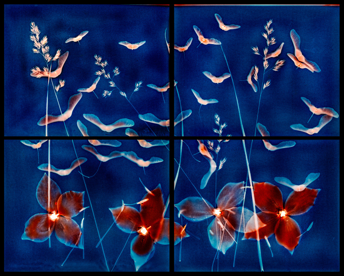 Kate Jordahl • Bellingham Birds Flying