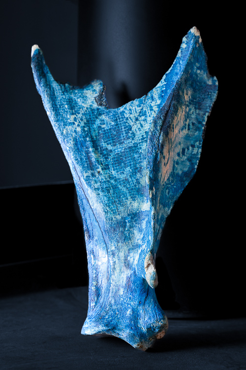 Kevin Hoth • Cow Scapula