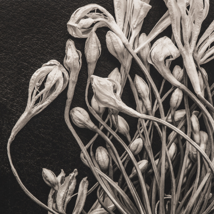 Lou McCorkle • Tangled