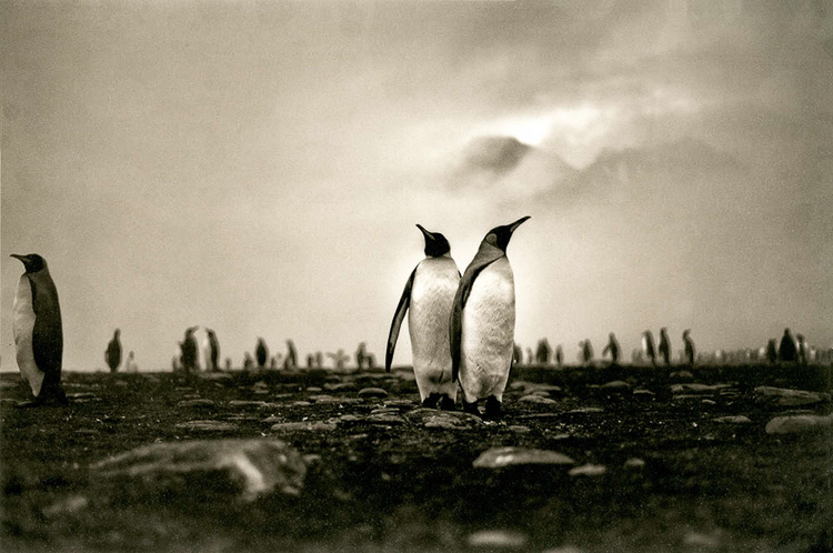 Mohan Bhasker • King Penguins Romancing at Dawn, Antarctica