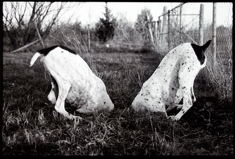 Shelley Wood • Dogs in a Hole, LamWood Ranch