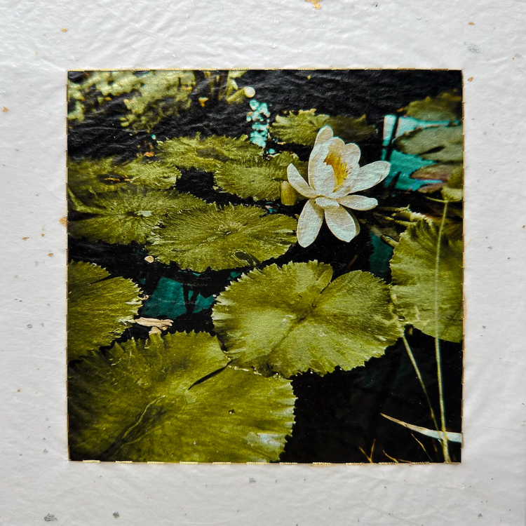 Teri Figliuzzi • Behold