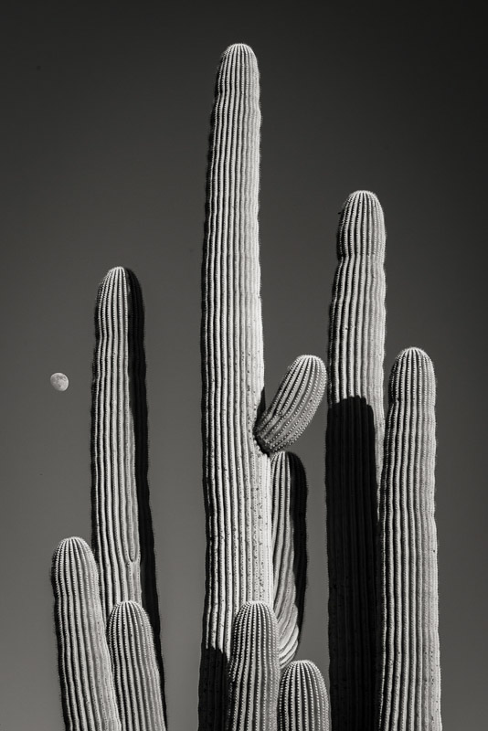 Doug Rundle • Saguaro and Moon