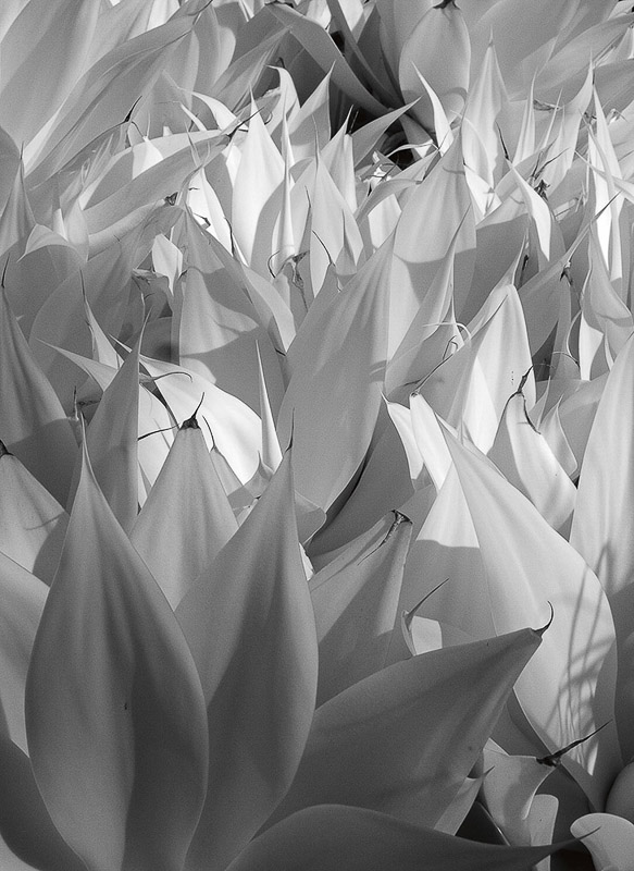 Rich Bergeman • Foxtail Agave, Santa Barbara Mission