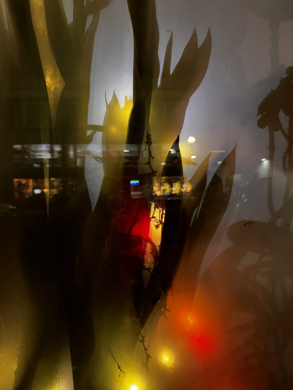 Steve Goldberg •  Plant Light