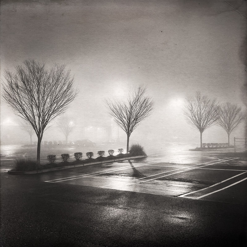 Stuart Allen Levy • Parking Lot Trees