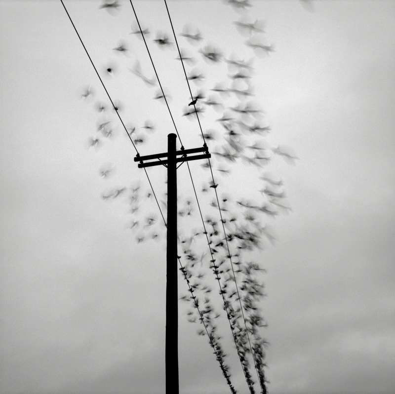 1. Telephone Pole with Birds, Portland