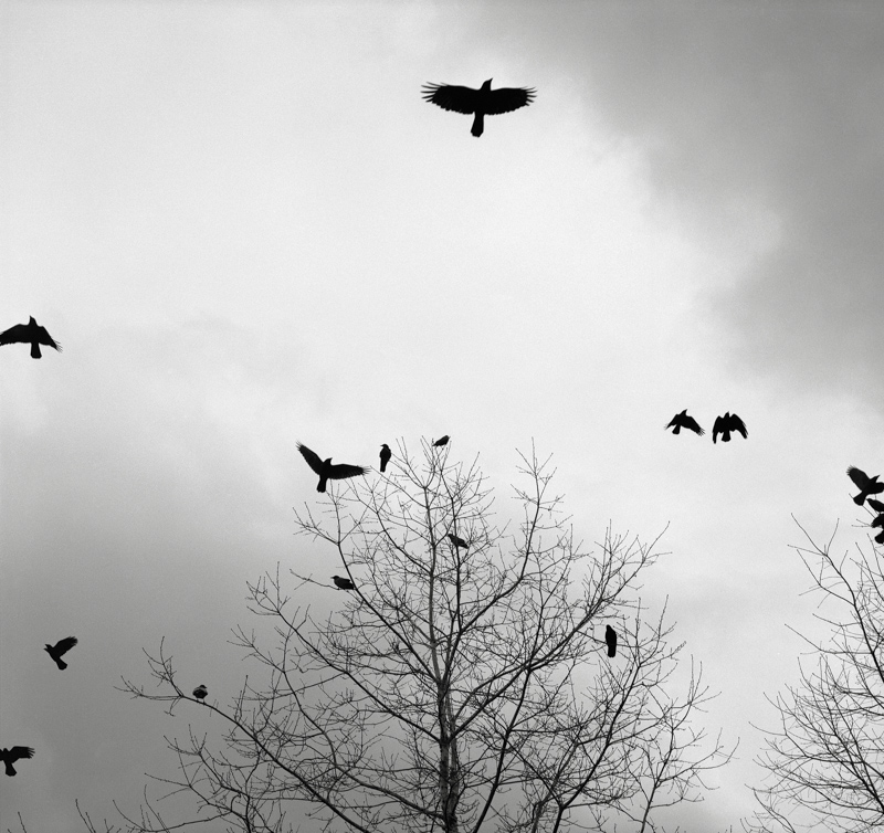 19. Crows, Portland