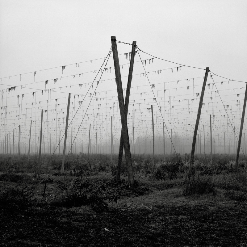 21. Hop Poles, Oregon