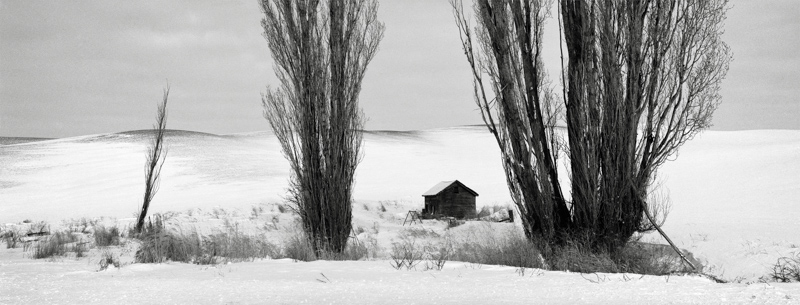 58. Shed with Poplars, Washington