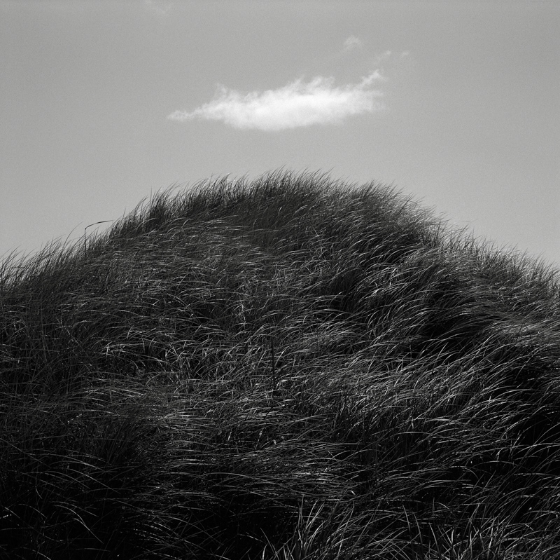 60. Dune Grass, Oregon Coast