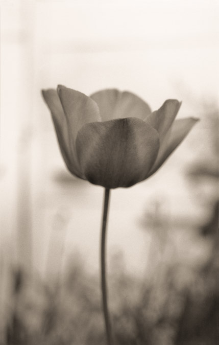 C. Vincent Granger - Poppy 