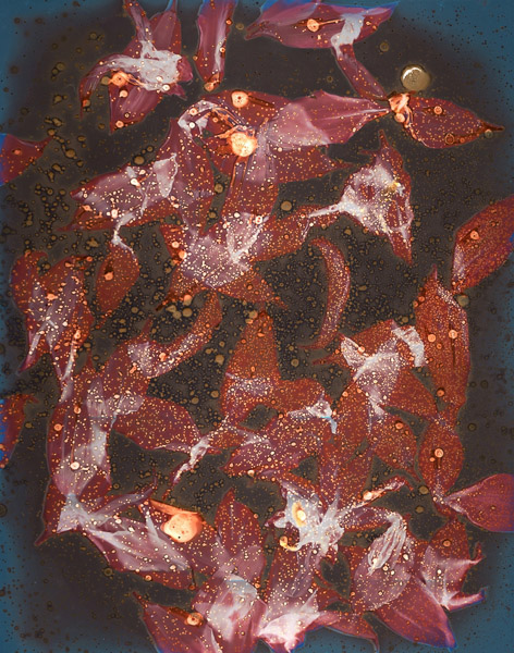 Blue Mitchell - Koi (dahlia petals) - 13 x 10 on 11 x 14 - archival pigment print from original lumenprint - $125 