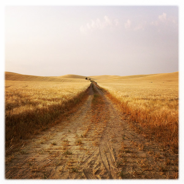 Cecily Caceu - Wheatroad - 7 x 7 on 8.5 x 11 - Pigment Ink Print - $125