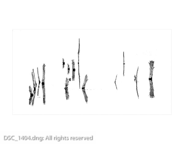 Cristóbal Zepeda - Sticks in a pond - 8 x 12 on 11 x 14 - Pigment Ink Print - $125