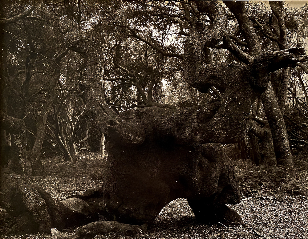 Monster Oak, Los Osos Oaks