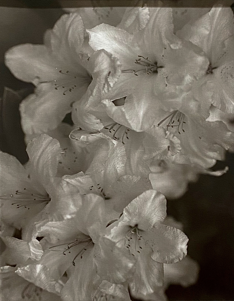 Rhododendron, Oregon Coast 