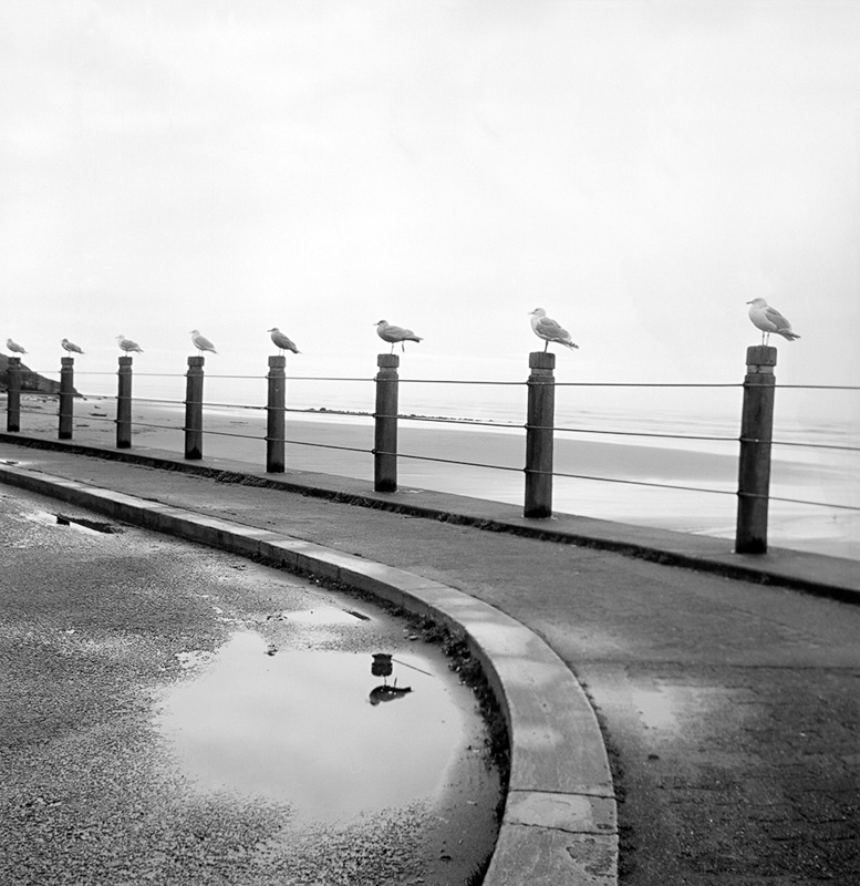 Denise Ross • Gulls In A Row