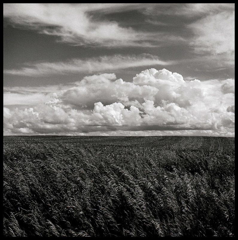 Judith Eastburn • Grass and Clouds IA
