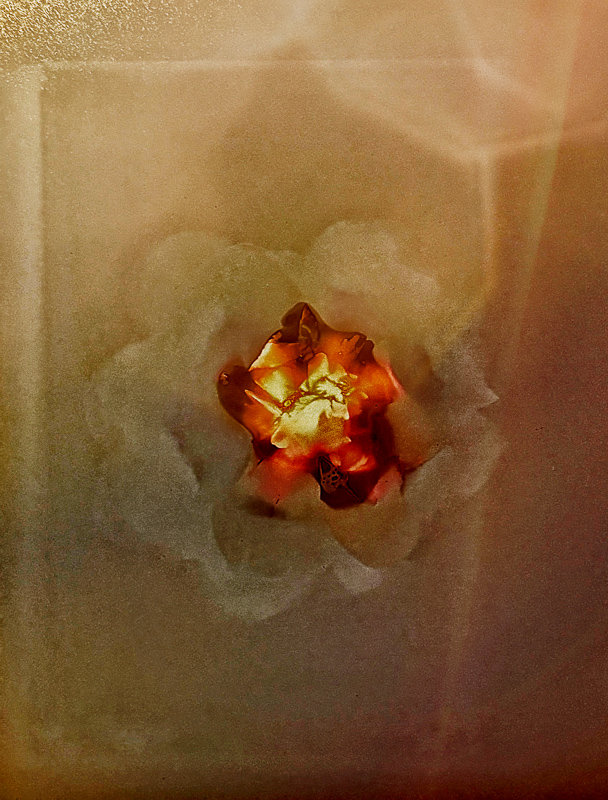 a crown of distant suns