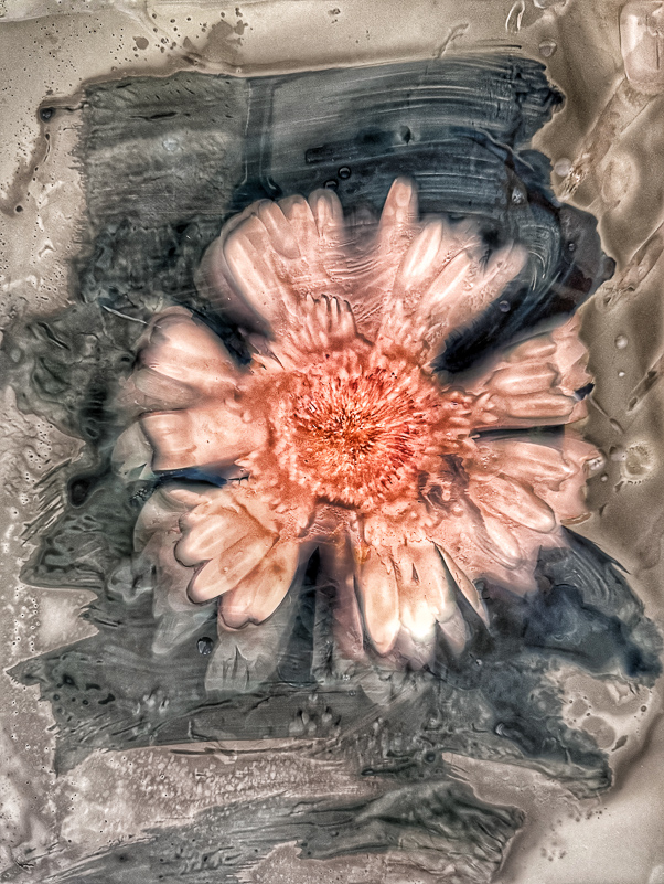 joy emerging 
