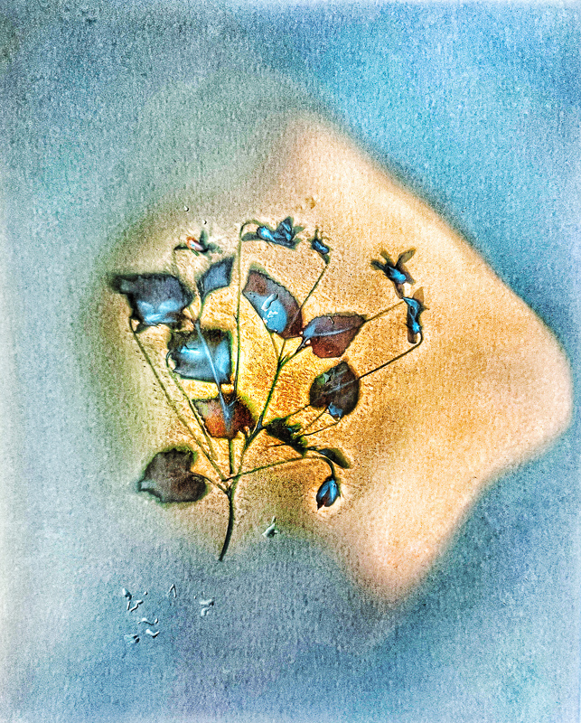 petals in a sleeping ocean