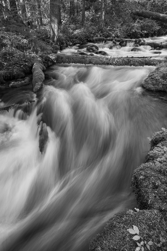 Olallie Creek #1