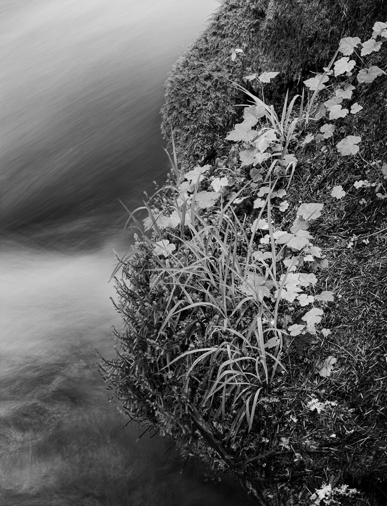 Olallie Creek #12