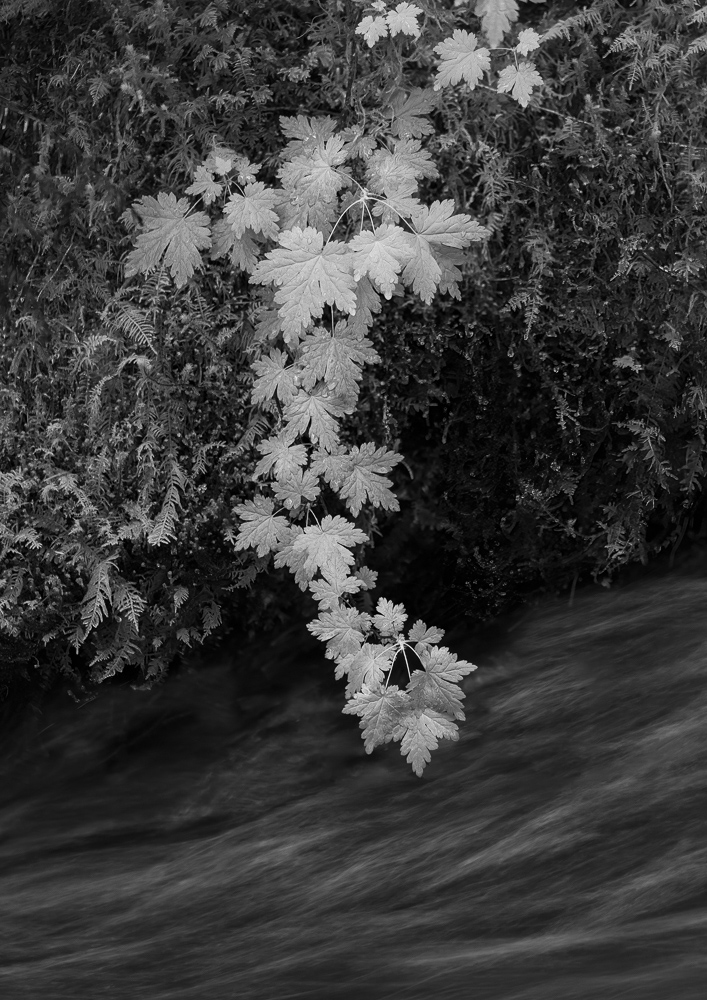 Olallie Creek #16