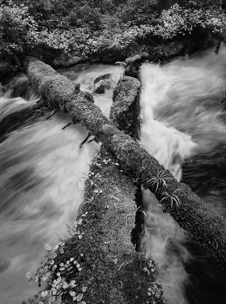 Olallie Creek #4