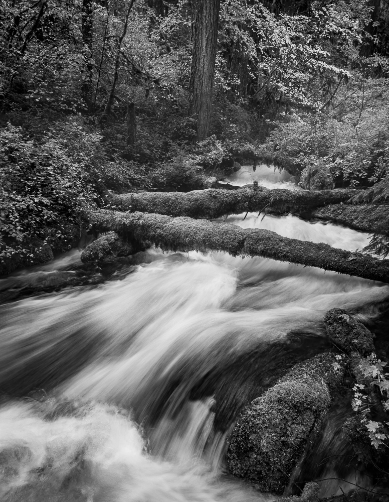 Olallie Creek #5