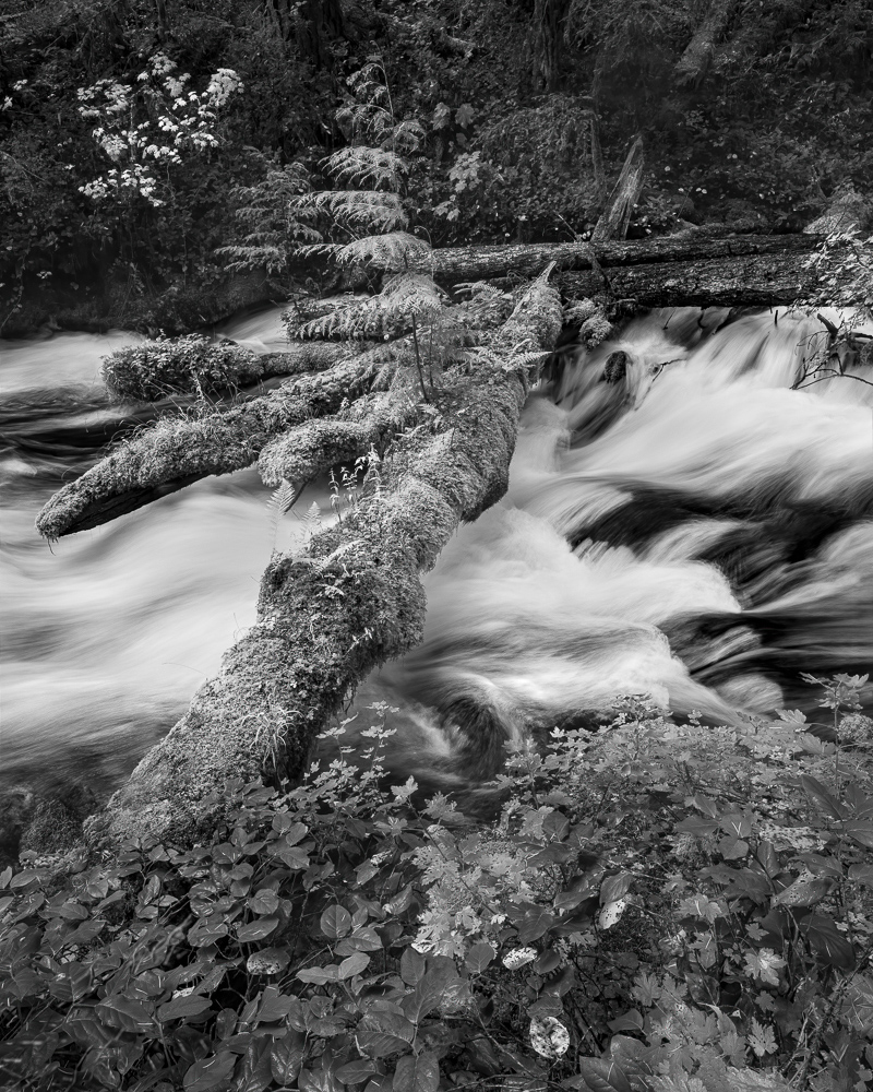 Olallie Creek #8