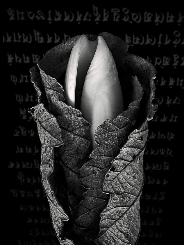 JIm Congleton • Unfolding