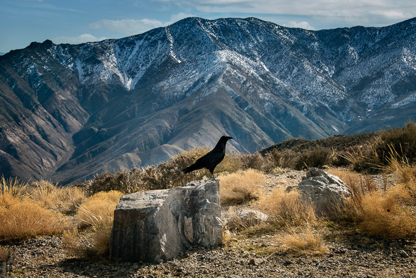 Jody Miller • Blackbird Death Valley