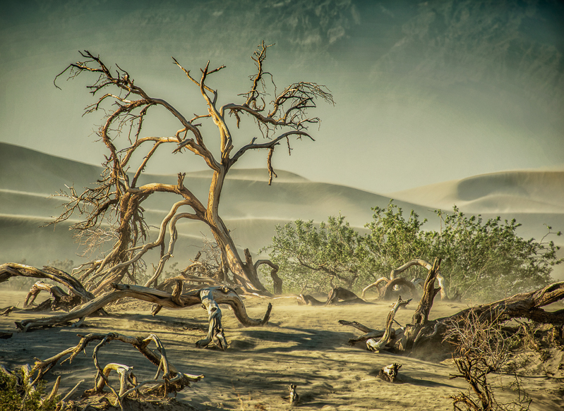 Dust Storm, Mesquite Dunes