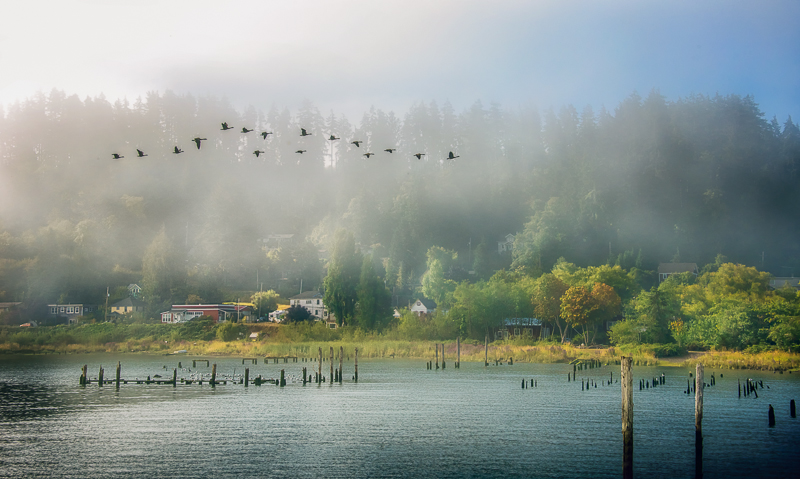 Geese Over Alderbrook