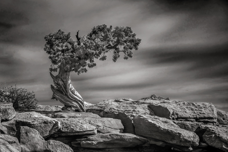 Tree at Dead Horse Point