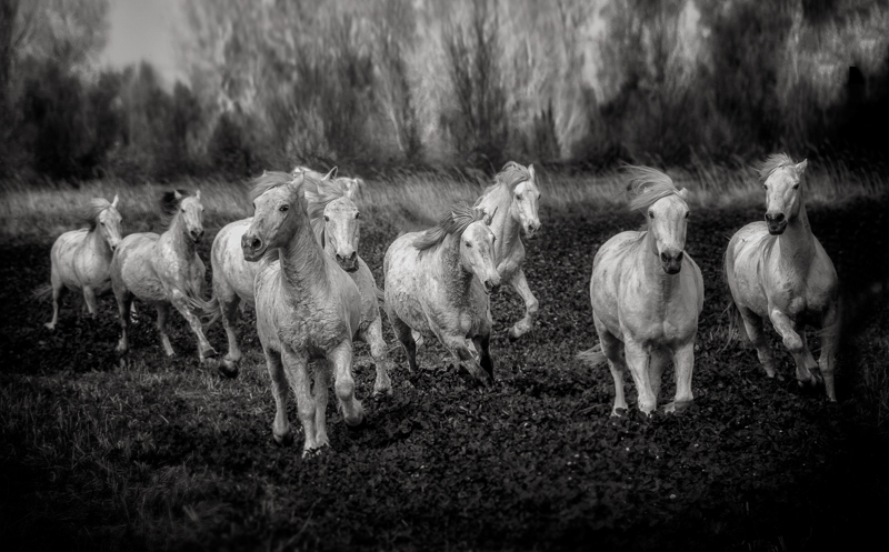 White Horses of the Camargue