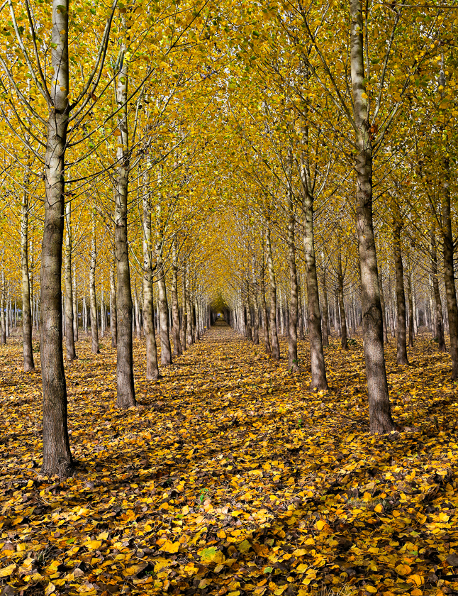 Richard Hassett •
The Path Out
