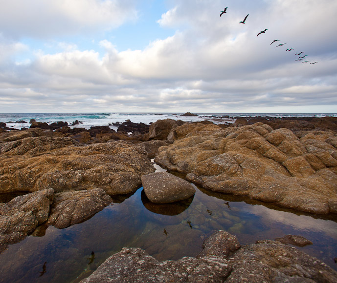 Steve Eltinge - 
Pelicans in Flight
