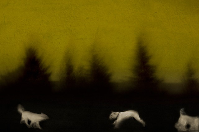 Susan Bein - 
Three Dogs, Six Trees
