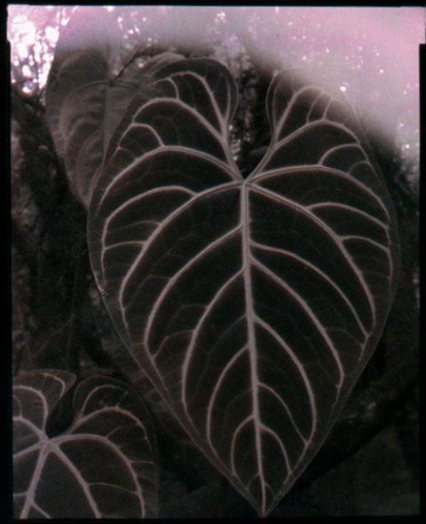 Terry Thompson 
Garden: Anthurium Regal ~ Last Night
