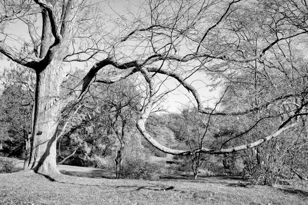 Barbara Gilson • Arnold Arboretum, Boston, Ma