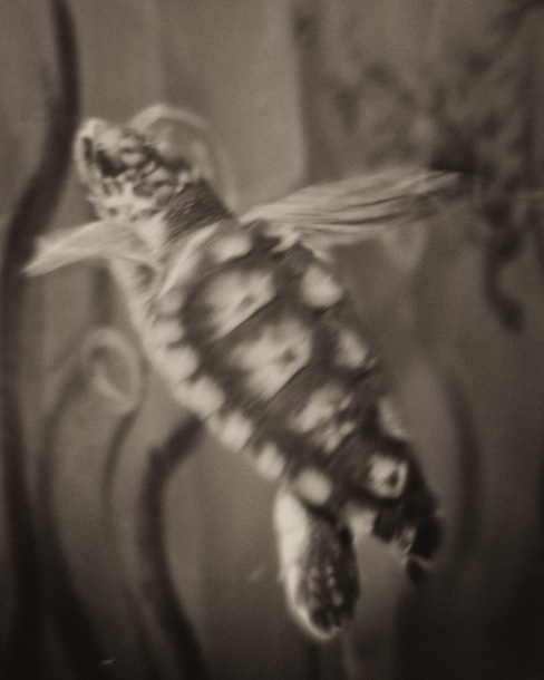 Anne Berry • Sea Turtle • Newnan, Ga.