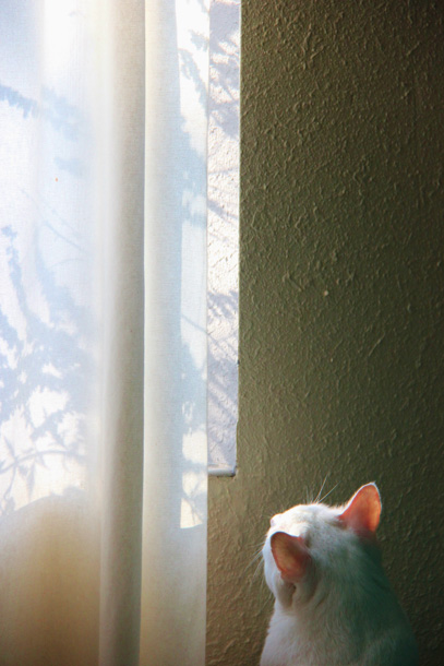 Jan Swan • Cat with Shadows • Albuquerque